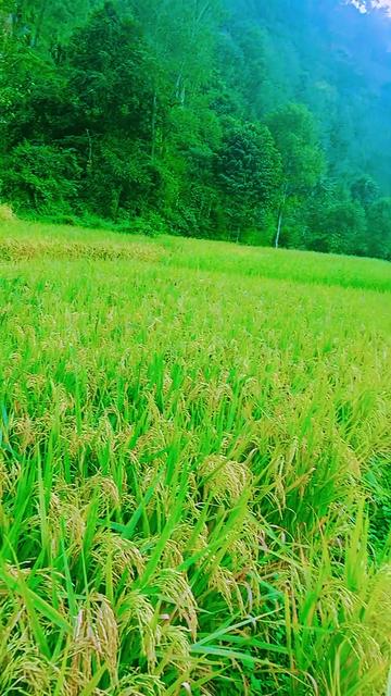 @Krishna Adhikari