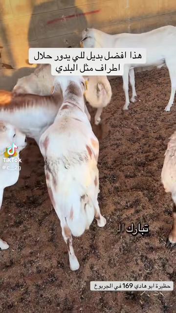 @mohamed_ksa0