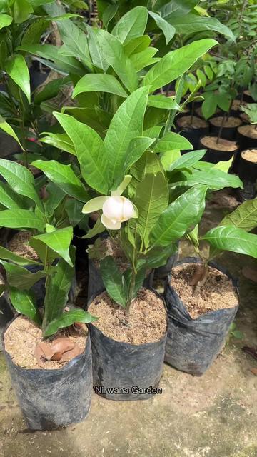 @NirwanaGarden