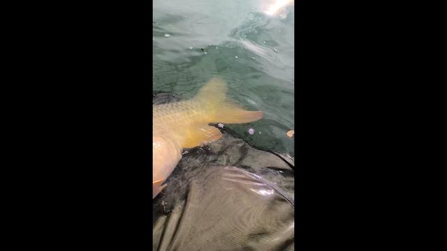 @Jocarpfishing