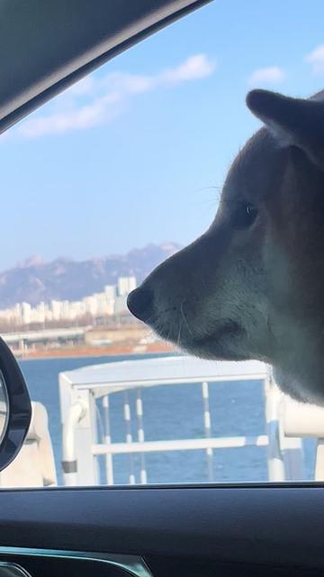 @틱톡하는시바🐕