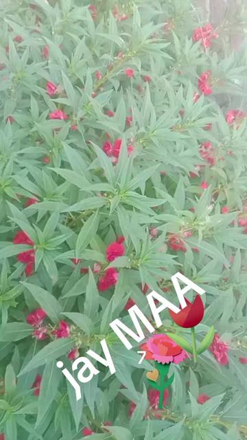 @Ranju kushwaha