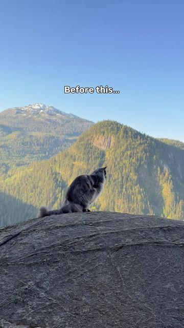 @Mugen the Maine Coon 🇨🇦