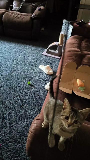 @Pickles the cat