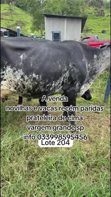 @marketing_do_gado