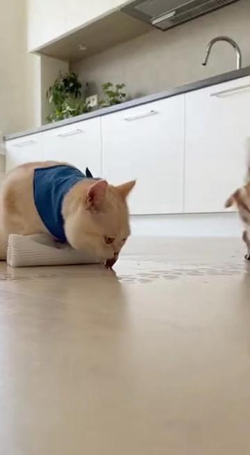 @Purrfect Moments