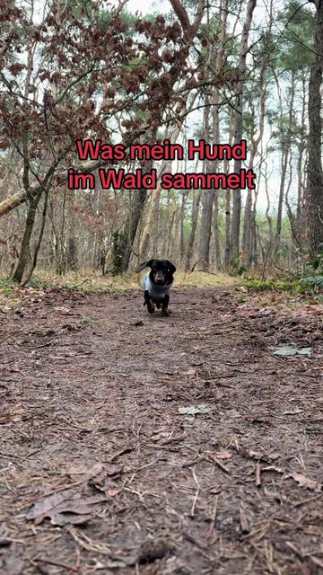@SausagedogMaja