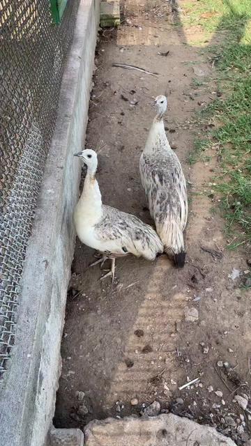 @SMART ORNAMENTAL FARM