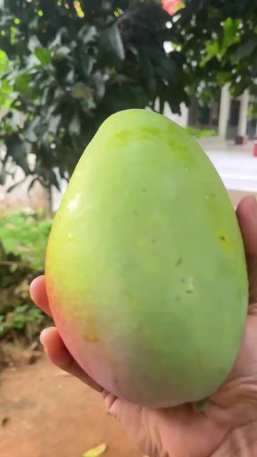 @royzikin_ahmad