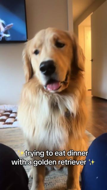 @rigatoni_thegolden