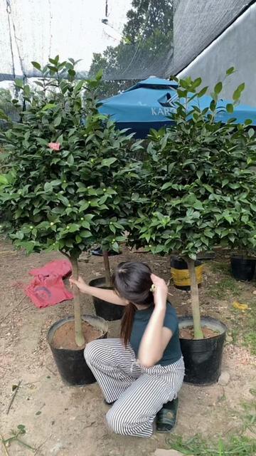 @Khổng La