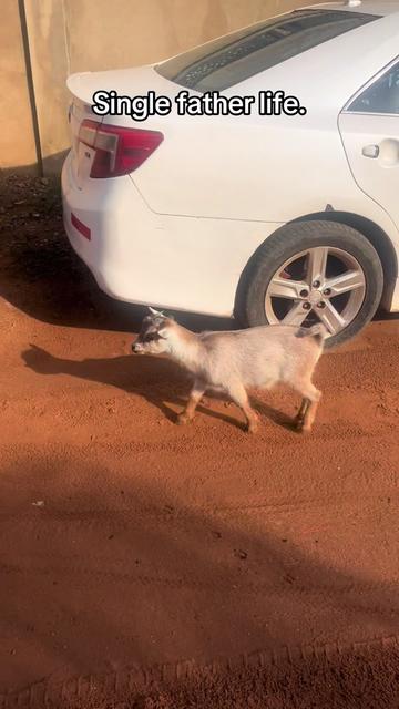 @AY Poyoo