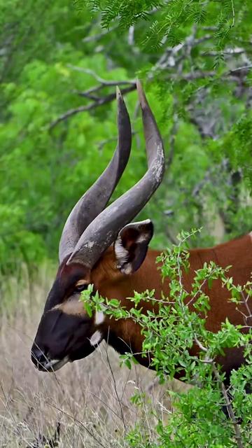 @WildLife Partners