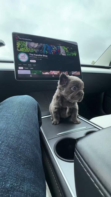 @TheFrenchieShop