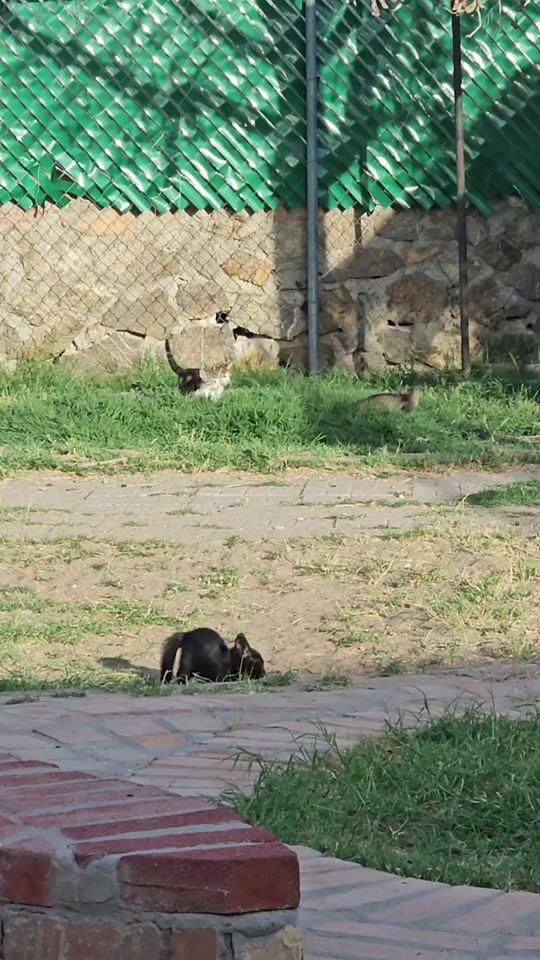 @Sonia&Rosieroo♥️🐾