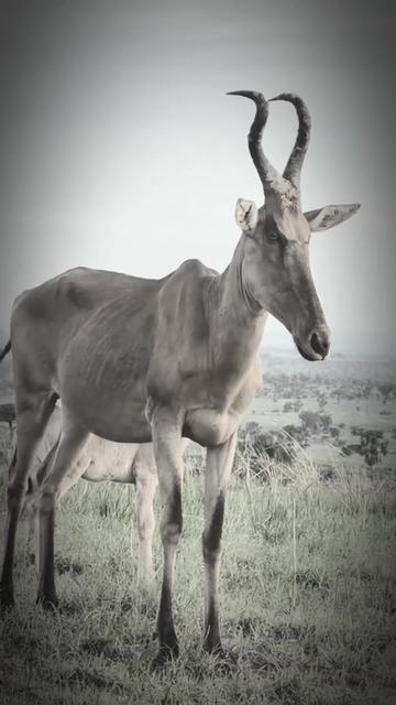 @auraful_animals