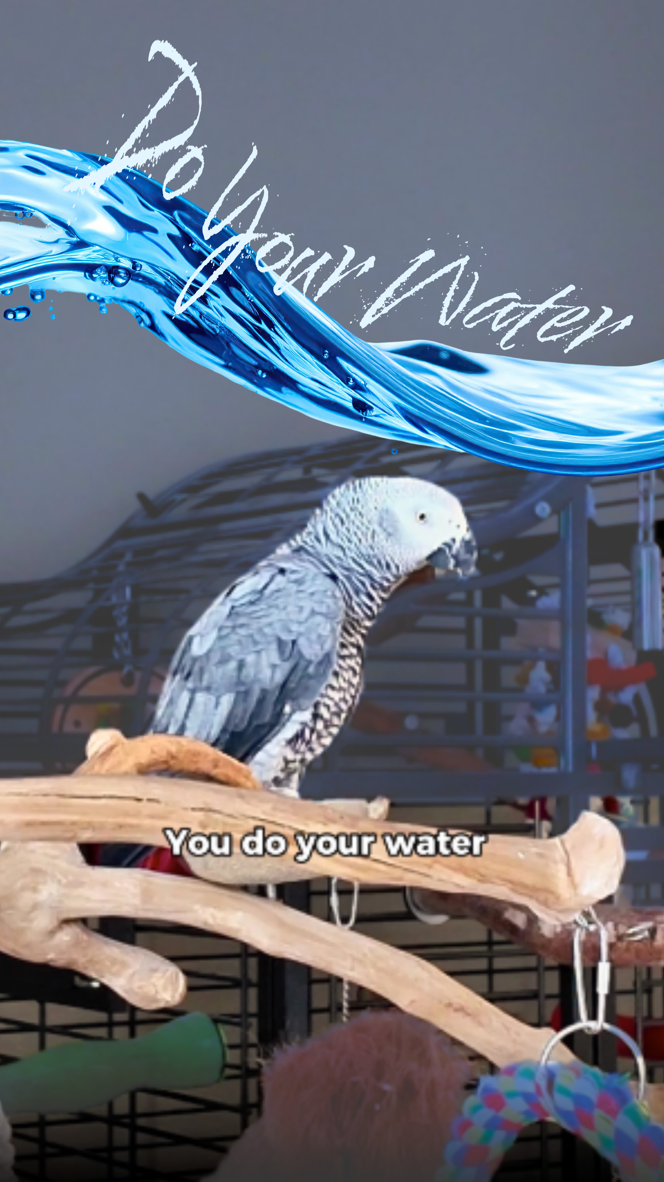 @Gizmo The Grey Bird