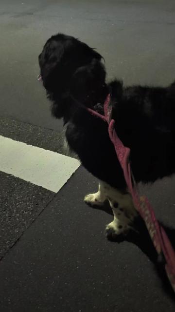 @大型犬3頭&小型老犬4頭多頭飼いの生活