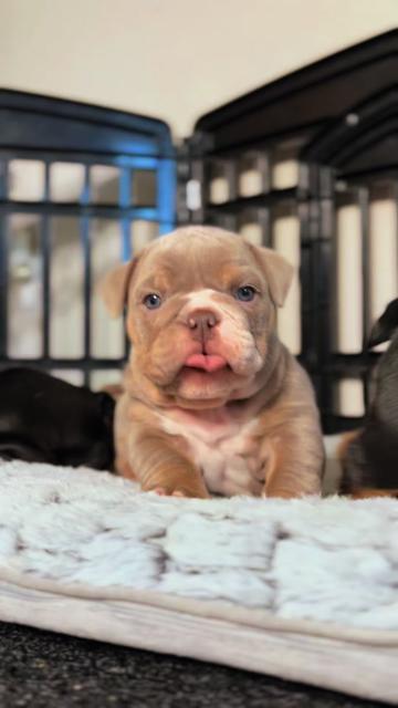 @1of1bulldogz