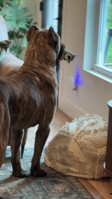 @americana_kennels