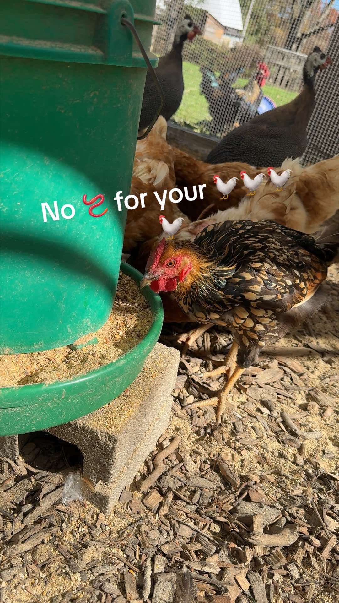 @Cluck Around n Find Out
