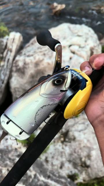 @Swimbait_noah