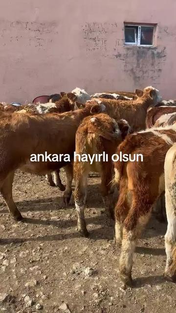@tekin75aras2