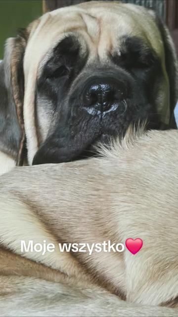 @Animal merwige fci