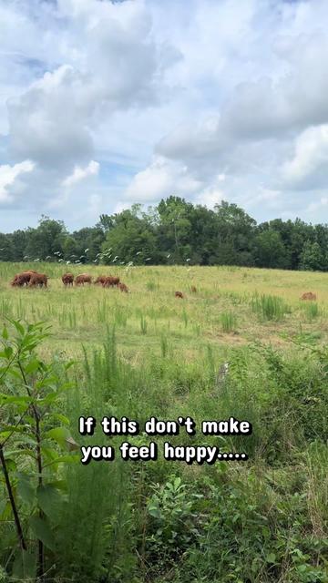 @Flat Rock Cattle Co