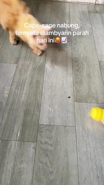 @Kucingmeongmeong