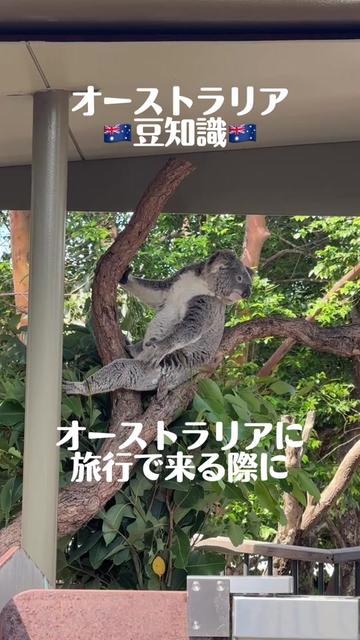 @シドニーでのあるある豆知識