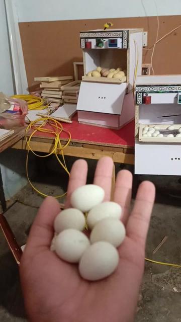 @Hazara Incubators