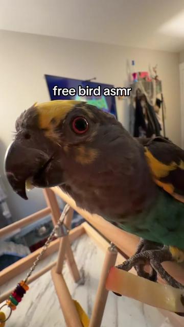 @devvharmo