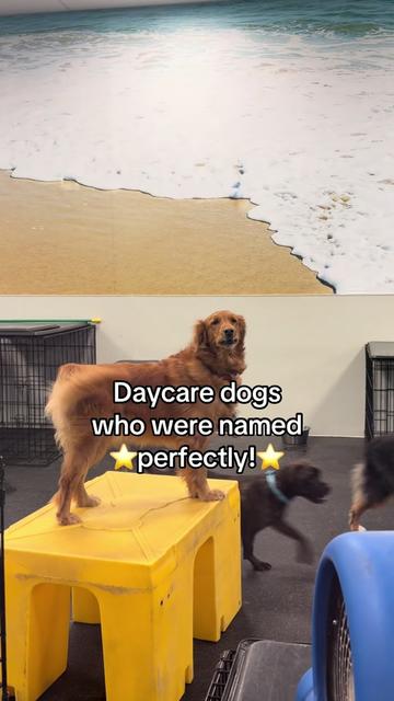 @Dogtopia South Ann Arbor