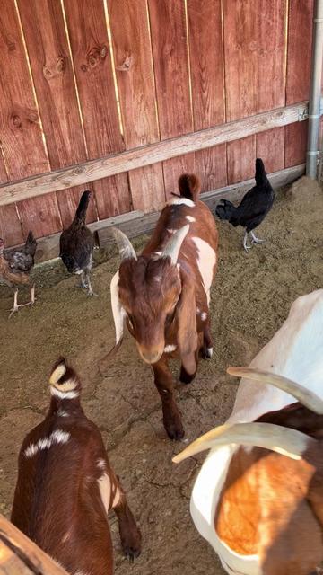 @A.MENDOZA.FARM.USA 74HWY