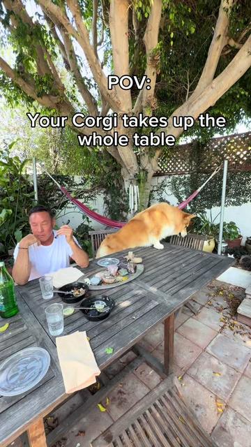@apollothecorgimute