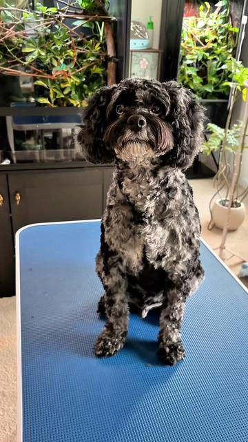 @Archie The Bernedoodle