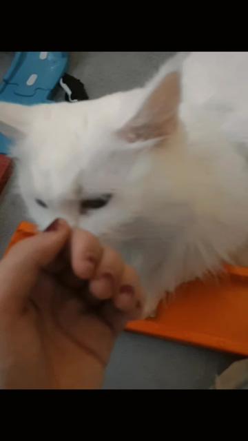 @Linni👱♀️_Luna🐈