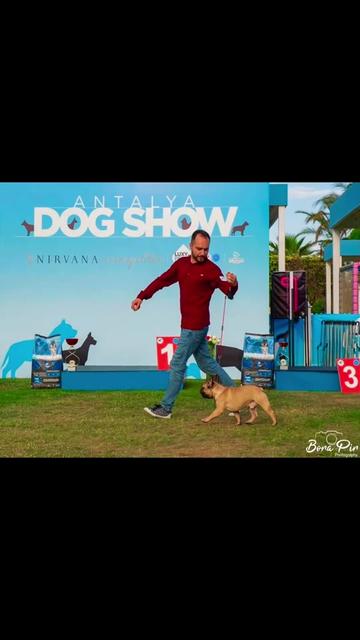 @Bosphorus Bulls French Bulldog