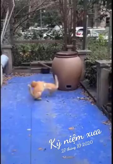 @JBN CATS