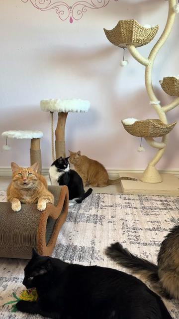 @Feminist Kitty | Cat Nutrition