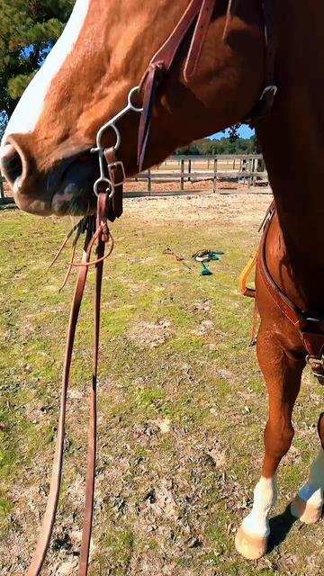 @Horselife