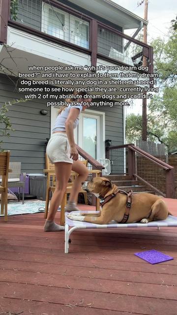 @Abby KPA-CTP | Dog Trainer
