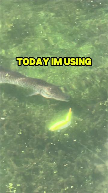 @Dkam Fishing (NJ)