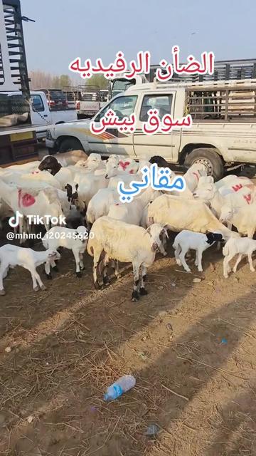 @mohamed_ksa0