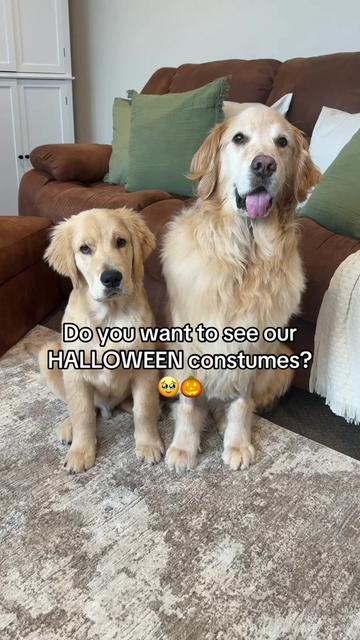 @A Golden and Fam