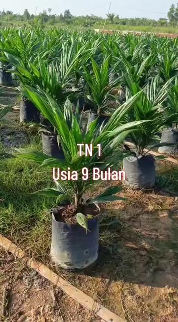 @BOS SAWIT