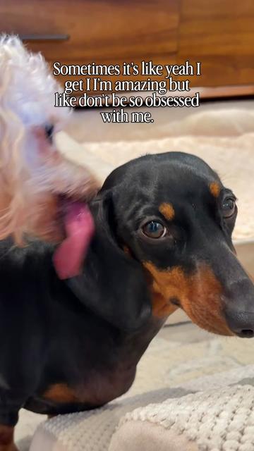 @Penny the Dachshund