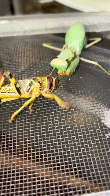 @Home-of-Insects