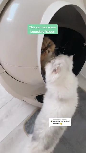 @Dutchkittycat